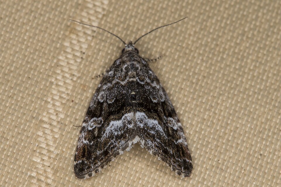 Photo of Marbled white-spot
