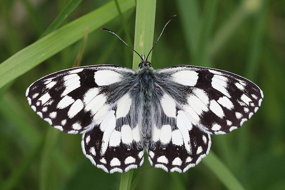 Photo of Marbled white