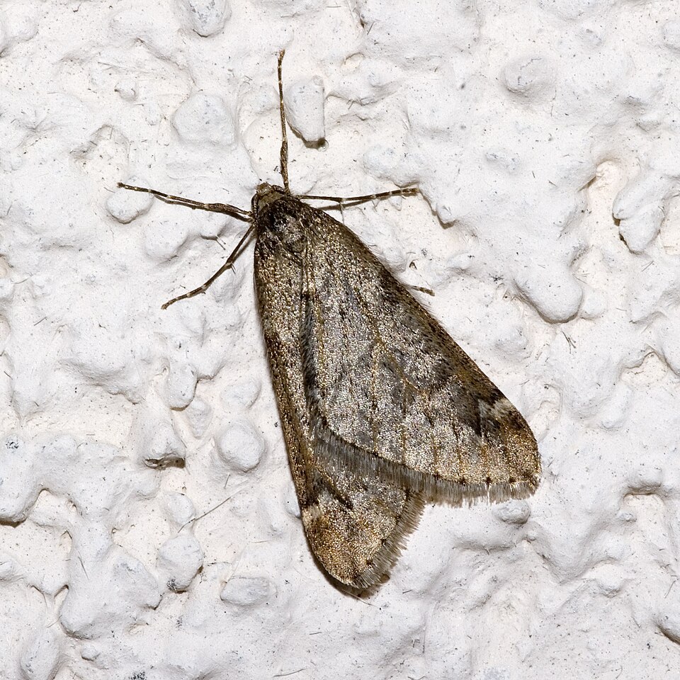Photo of March moth