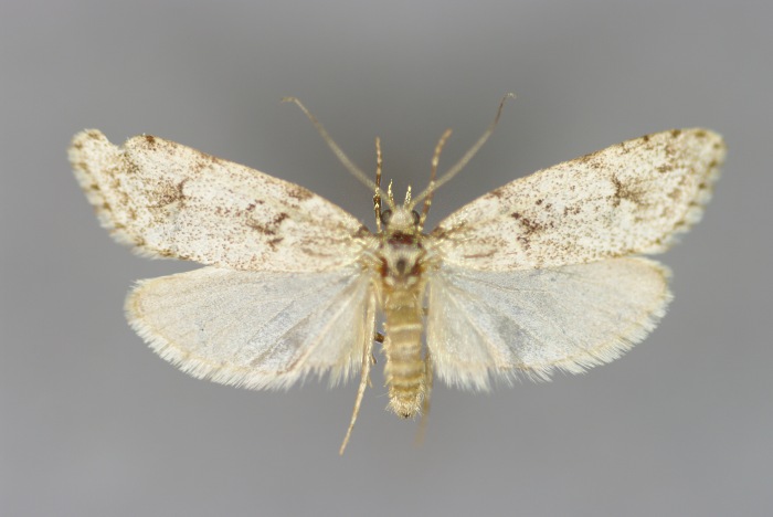 Photo of March tubic