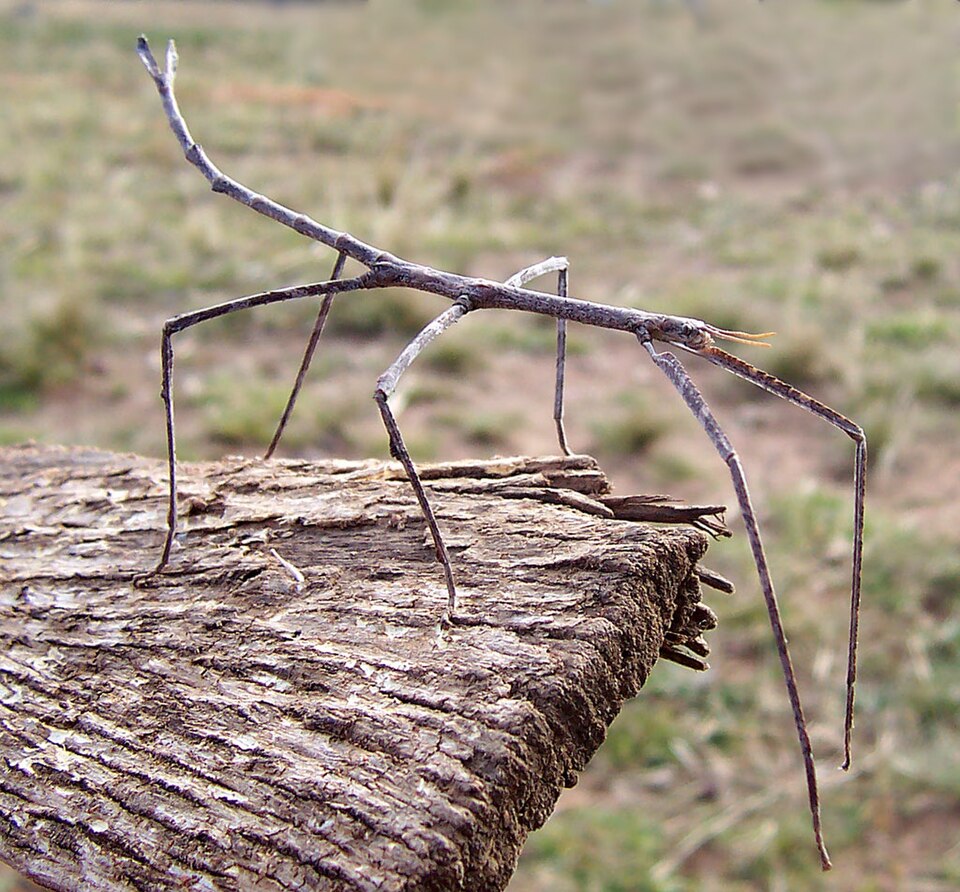 Photo of Margin-winged stick insect