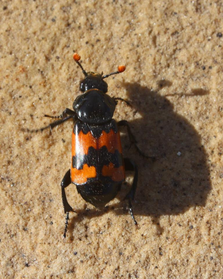 Photo of Margined burying beetle