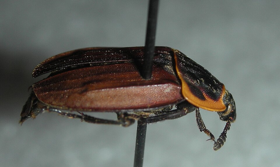 Photo of Margined carrion beetle