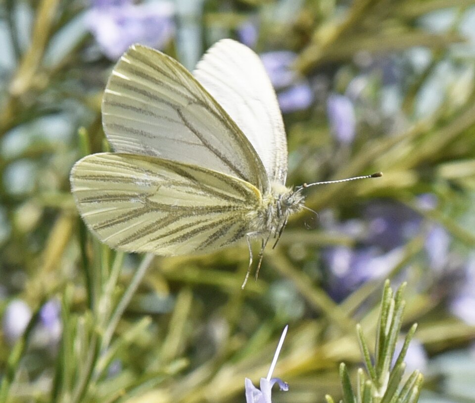 Photo of Margined white
