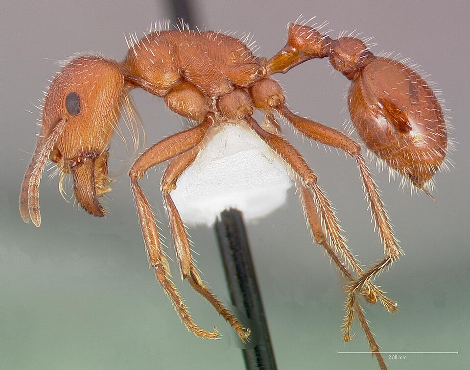 Photo of Maricopa harvester ant