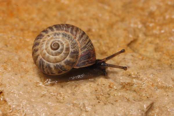 Photo of Maritime garden snail
