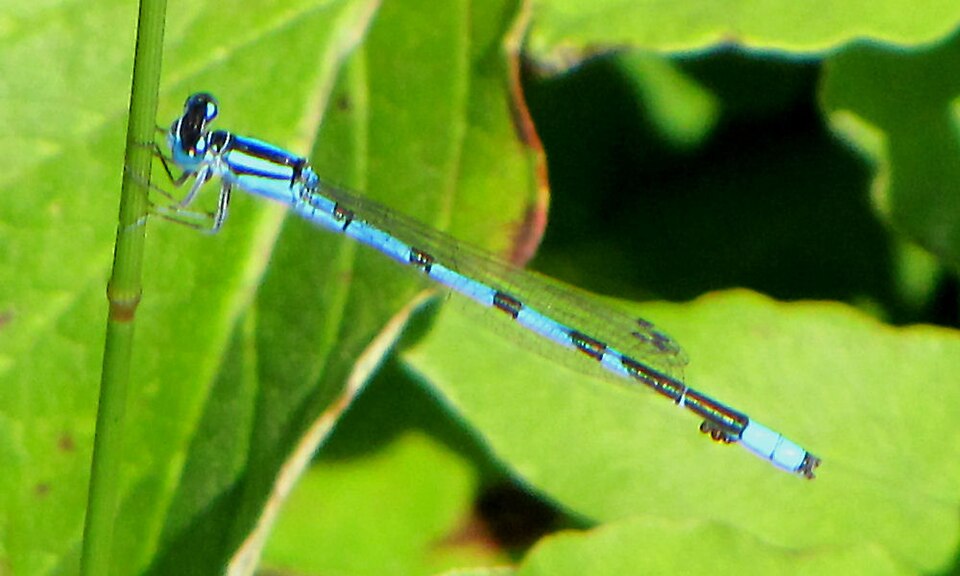 Photo of Marsh bluet