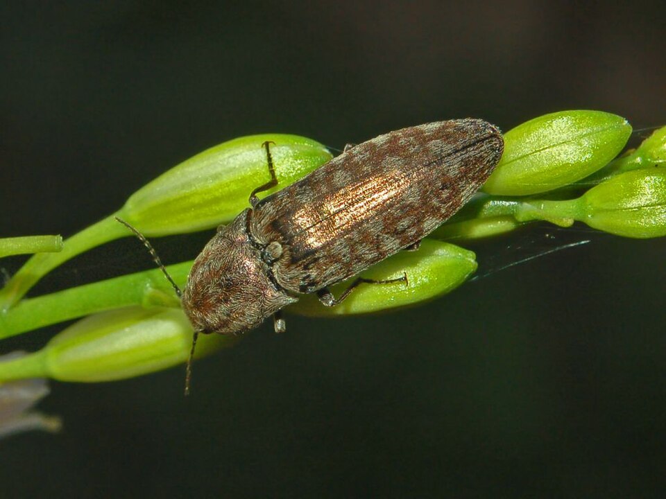 Photo of Marsh click beetle