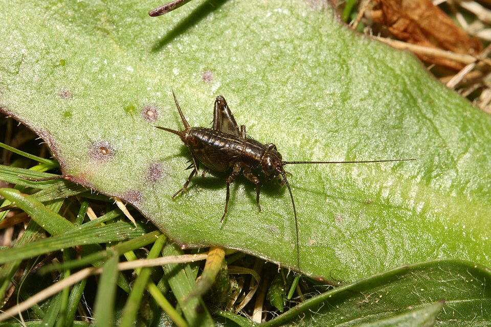 Photo of Marsh-cricket