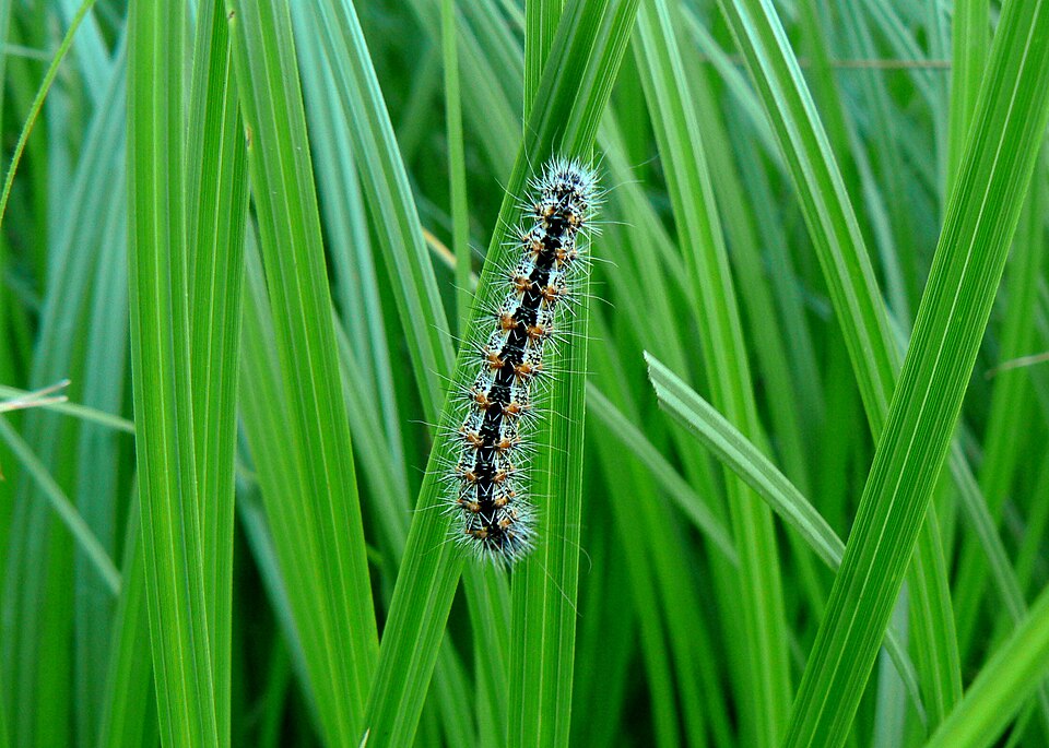 Photo of Marsh dagger