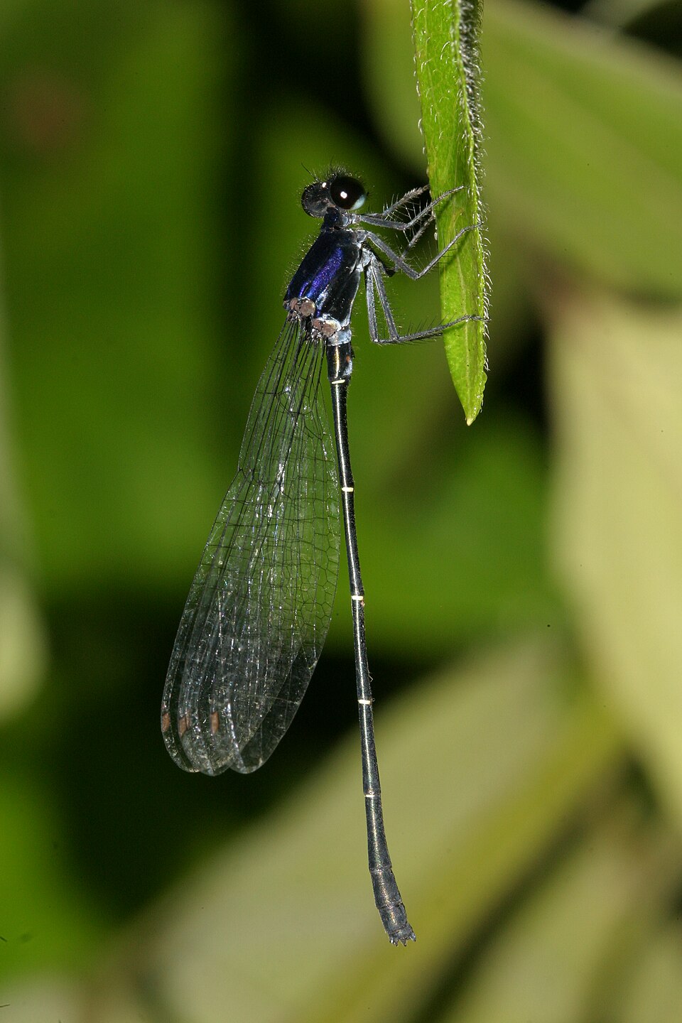 Photo of Marsh dancer