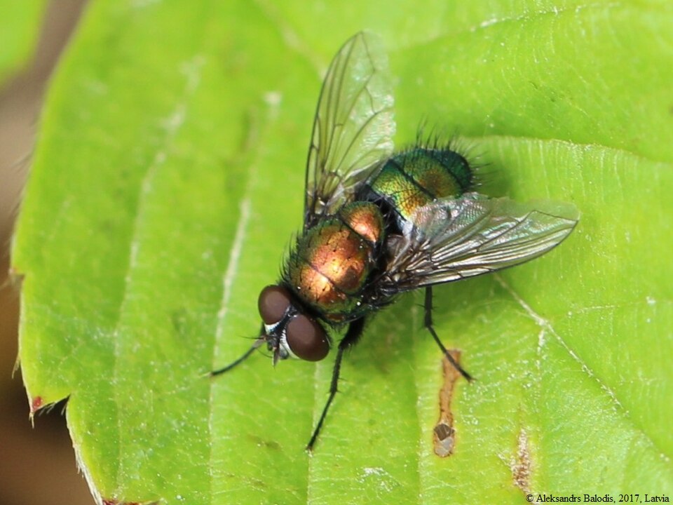 Photo of Marsh greenbottle fly