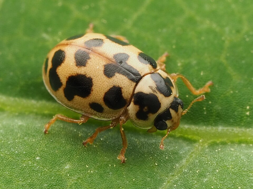 Photo of Marsh lady beetle