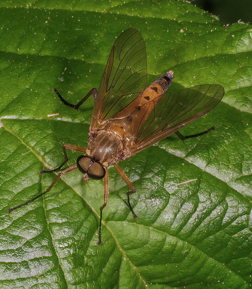 Photo of Marsh snipe fly