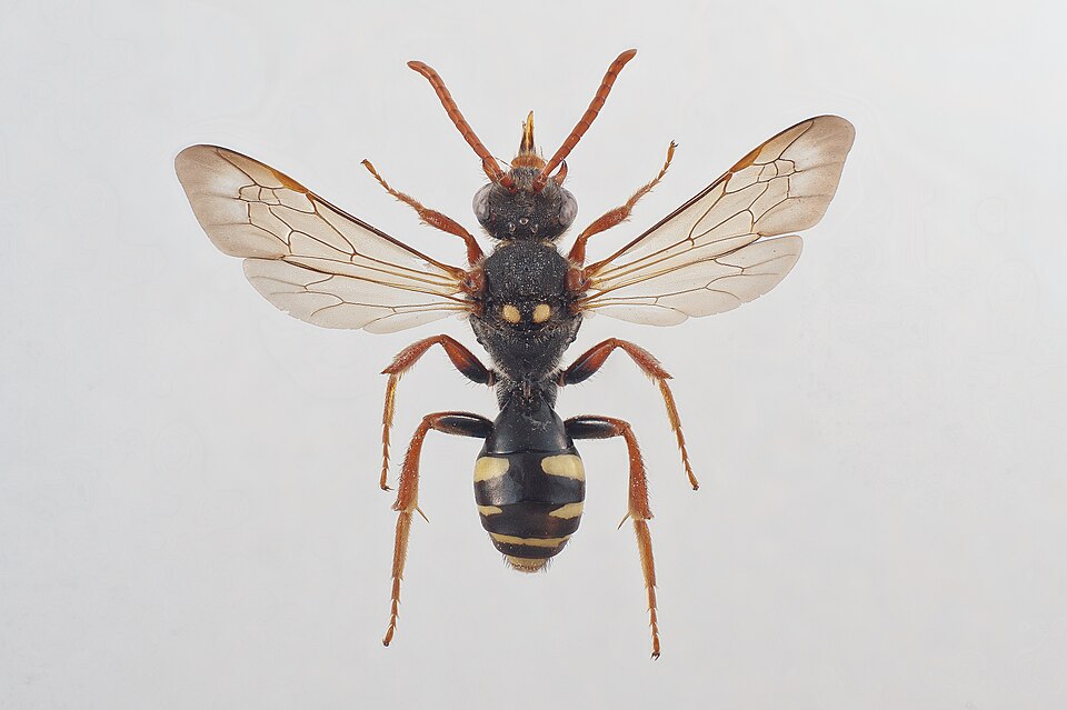 Photo of Marsham's nomad bee