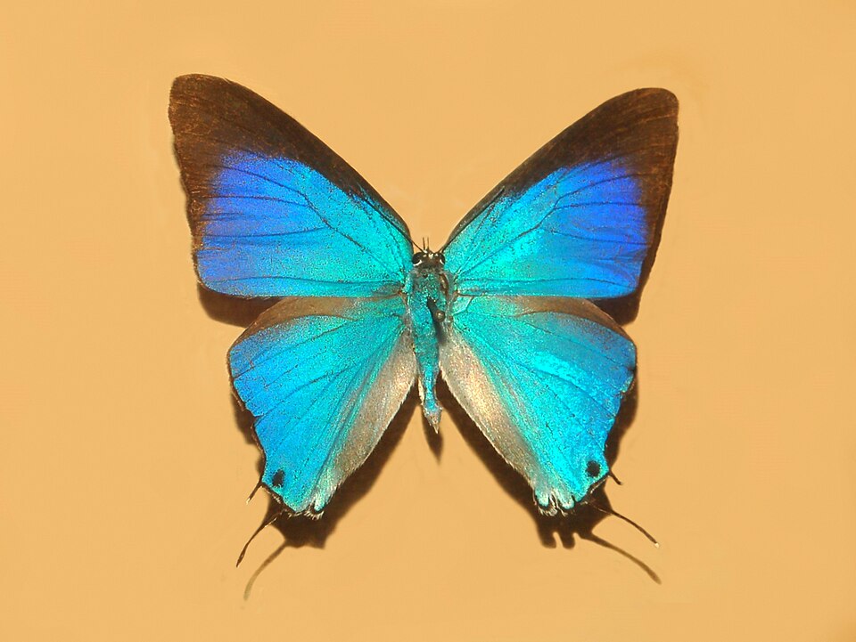 Photo of Marsyas hairstreak