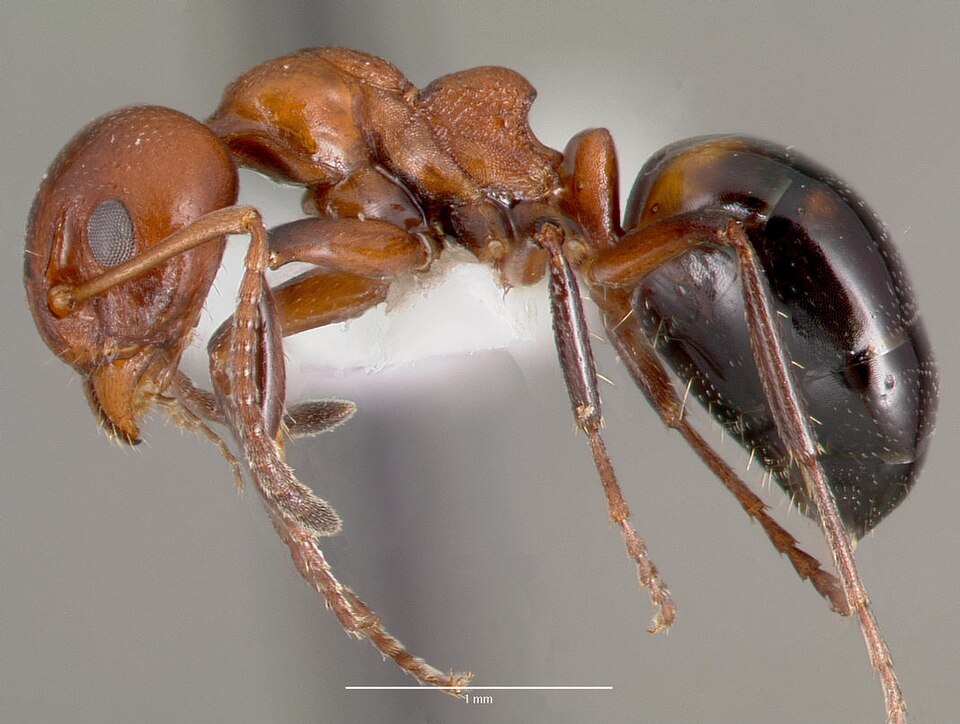 Photo of Mary's odorous ant