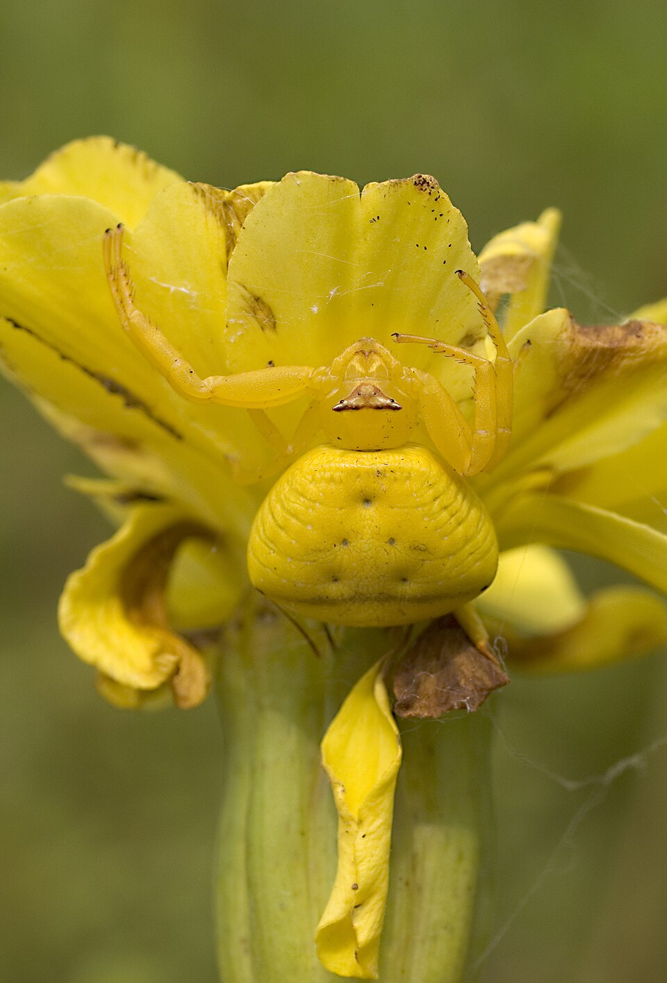 Photo of Masked crab spider