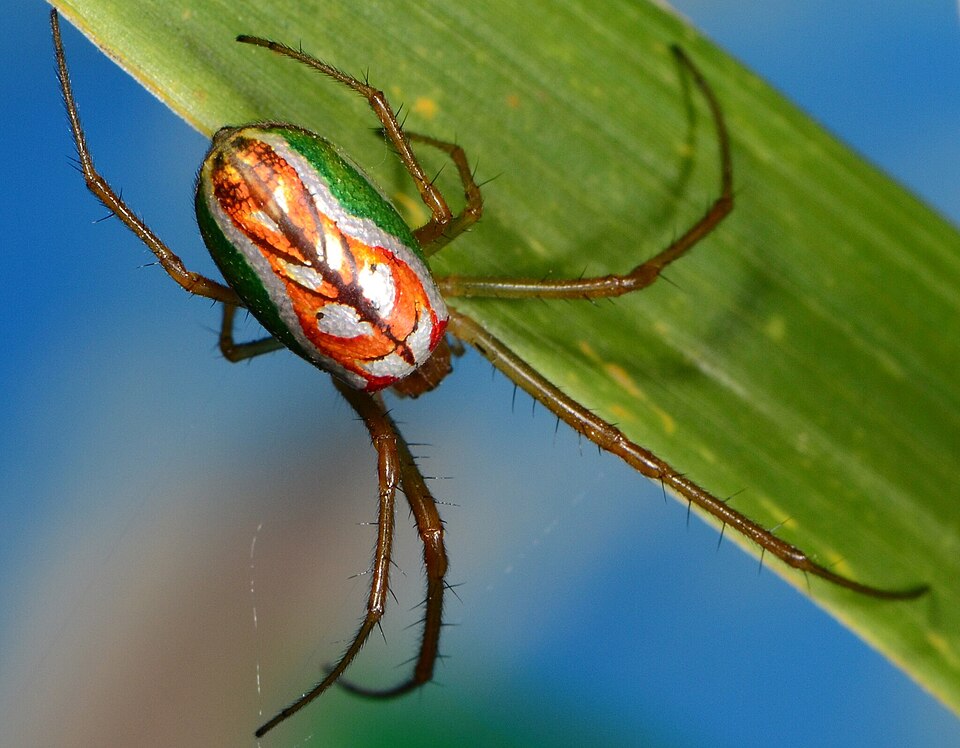 Photo of Masked vlei spider