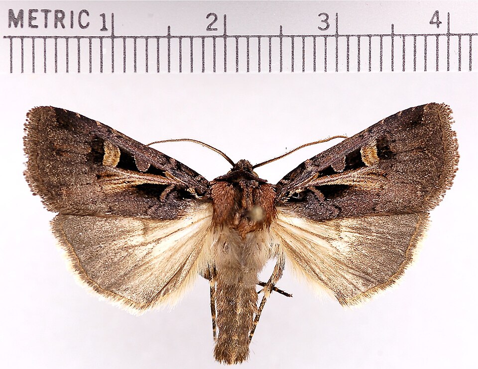 Photo of Master's dart