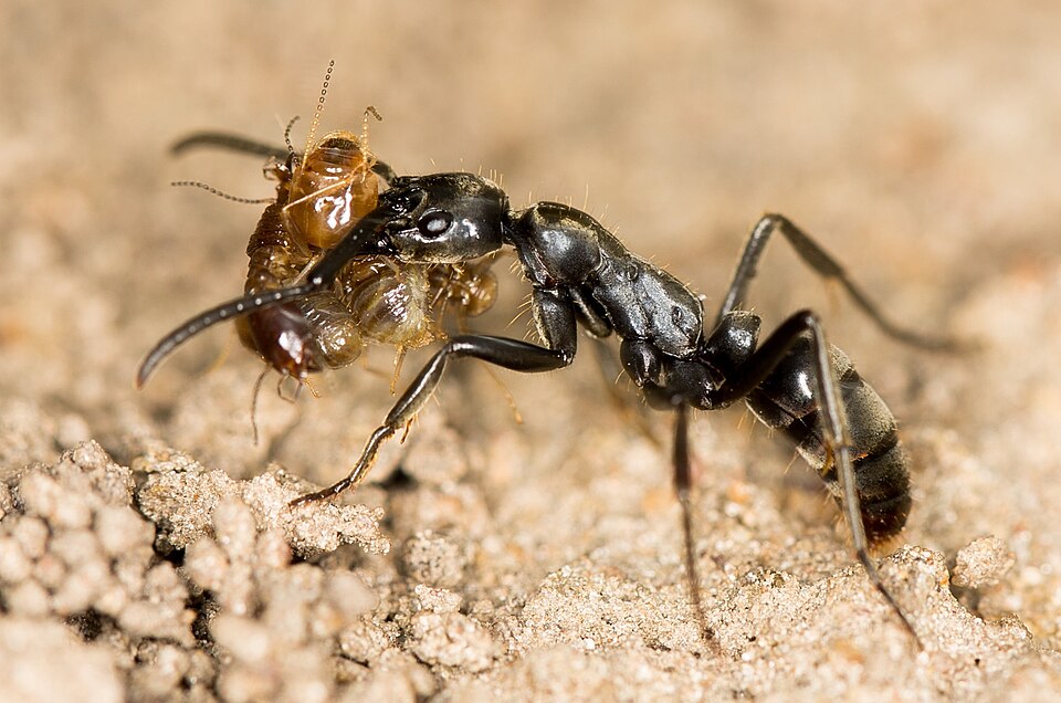Photo of Matabele ant
