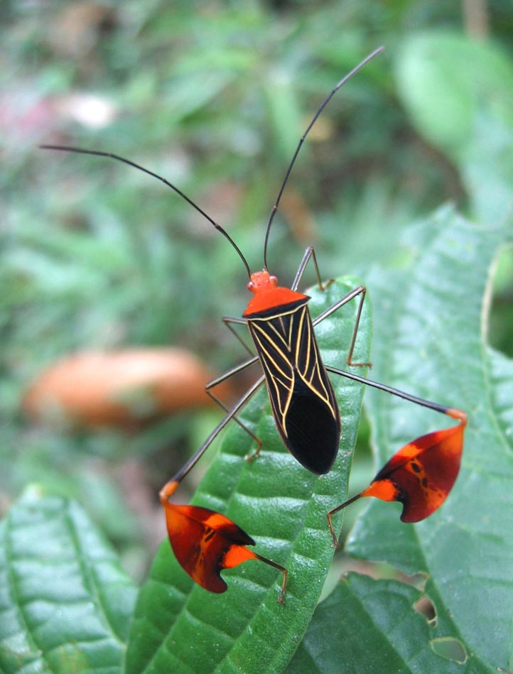 Photo of Matador bug
