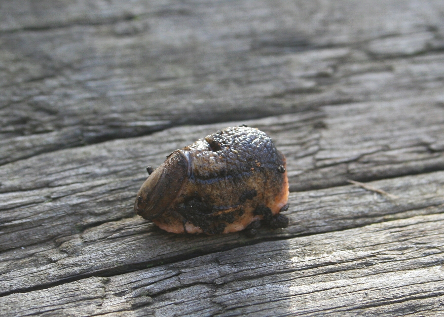 Photo of Mauge's slug