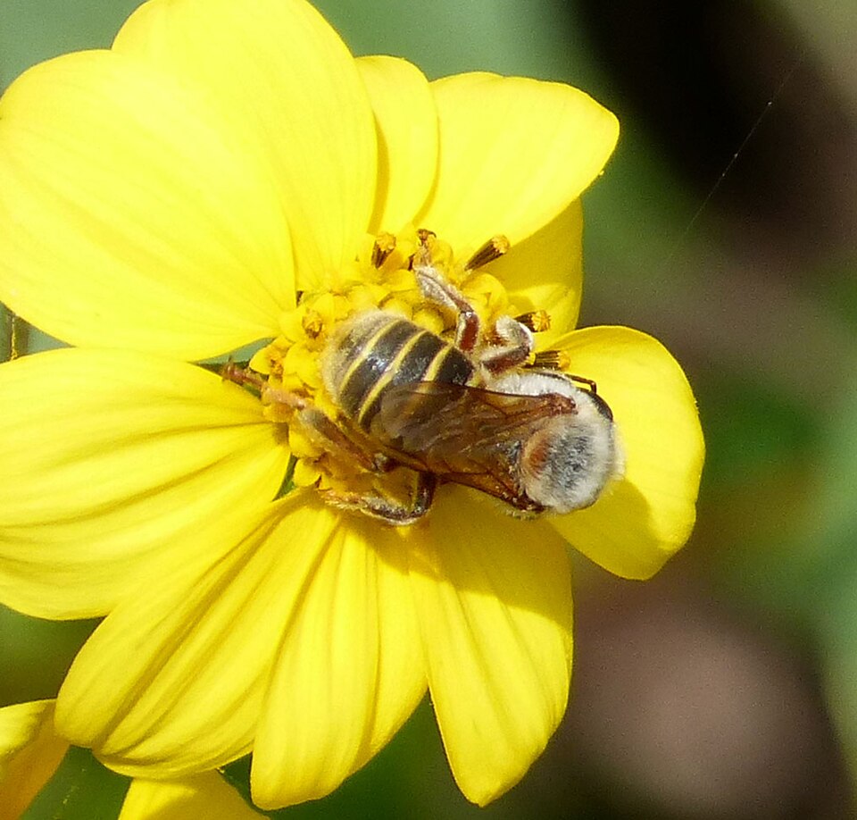 Photo of Mayan stingless bee