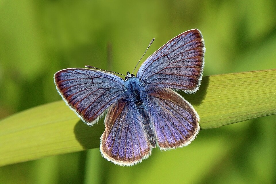 Photo of Mazarine blue