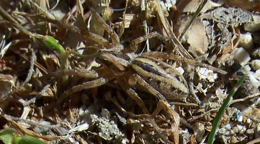 Photo of McCook's split wolf spider