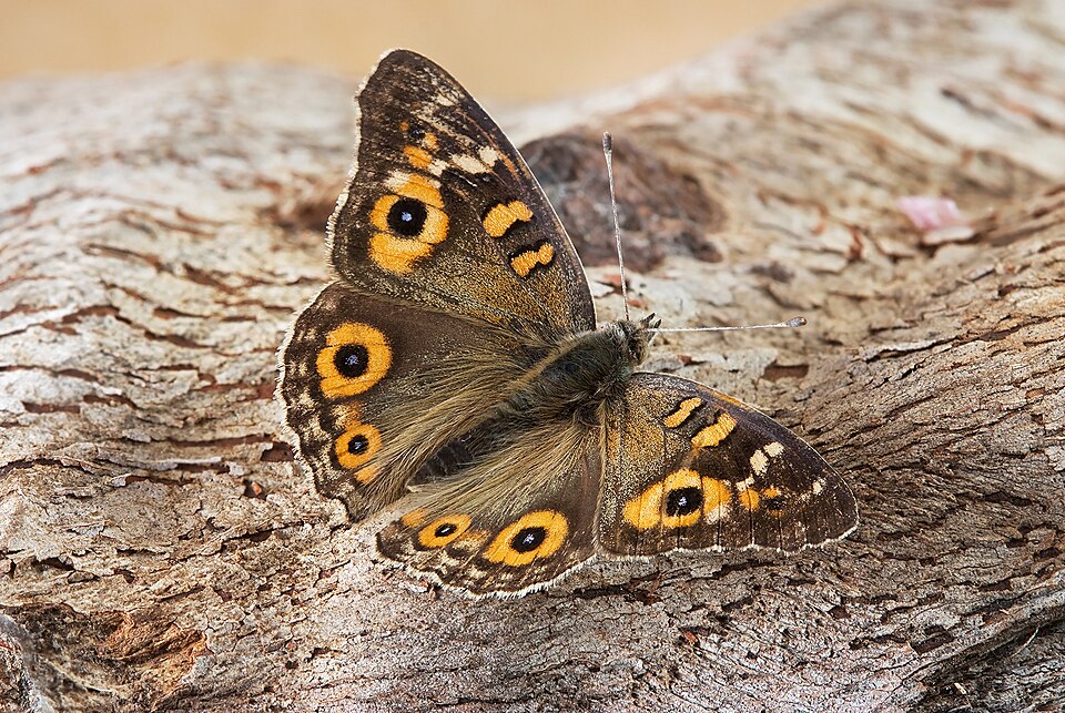 Photo of Meadow argus
