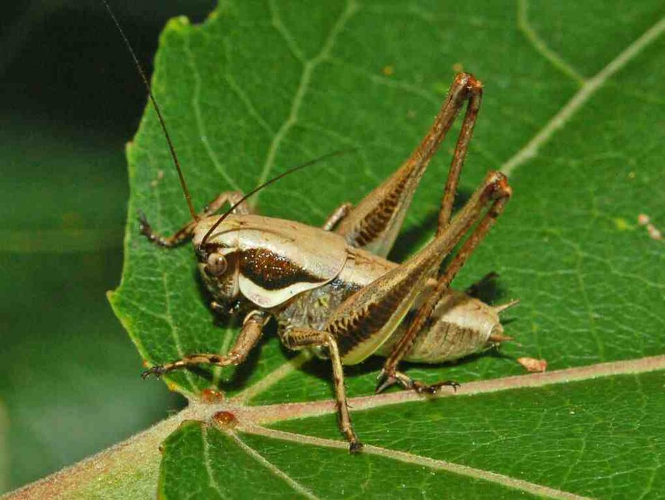Photo of Meadow dark bush-cricket