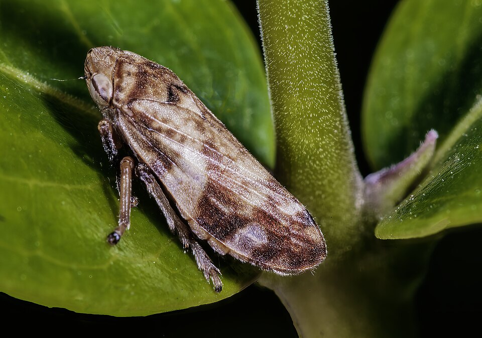 Photo of Meadow froghopper