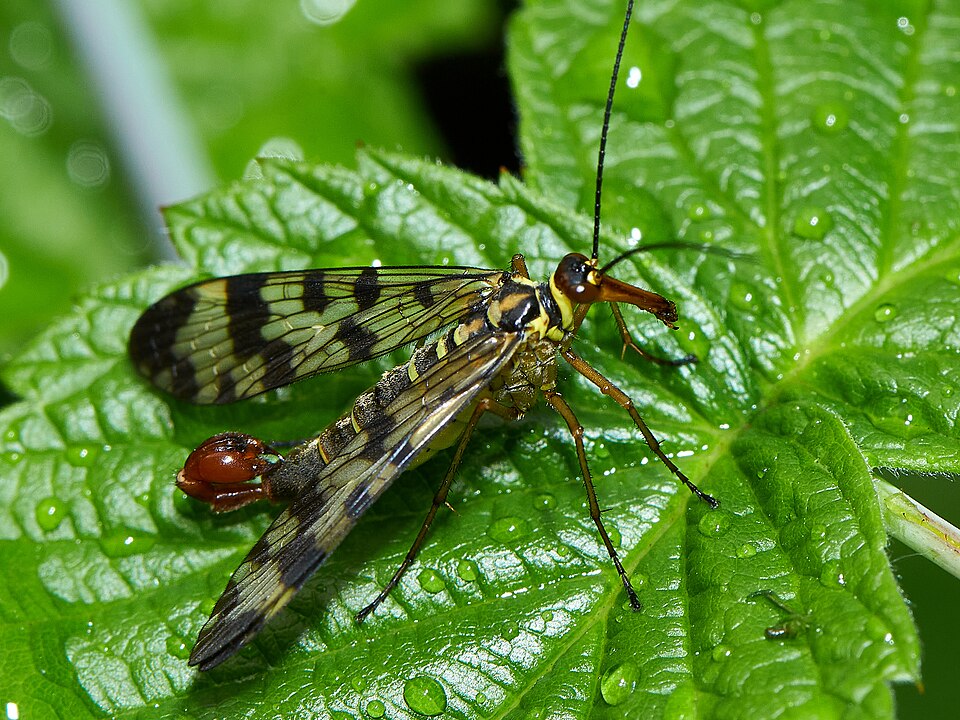 Photo of Meadow scorpionfly