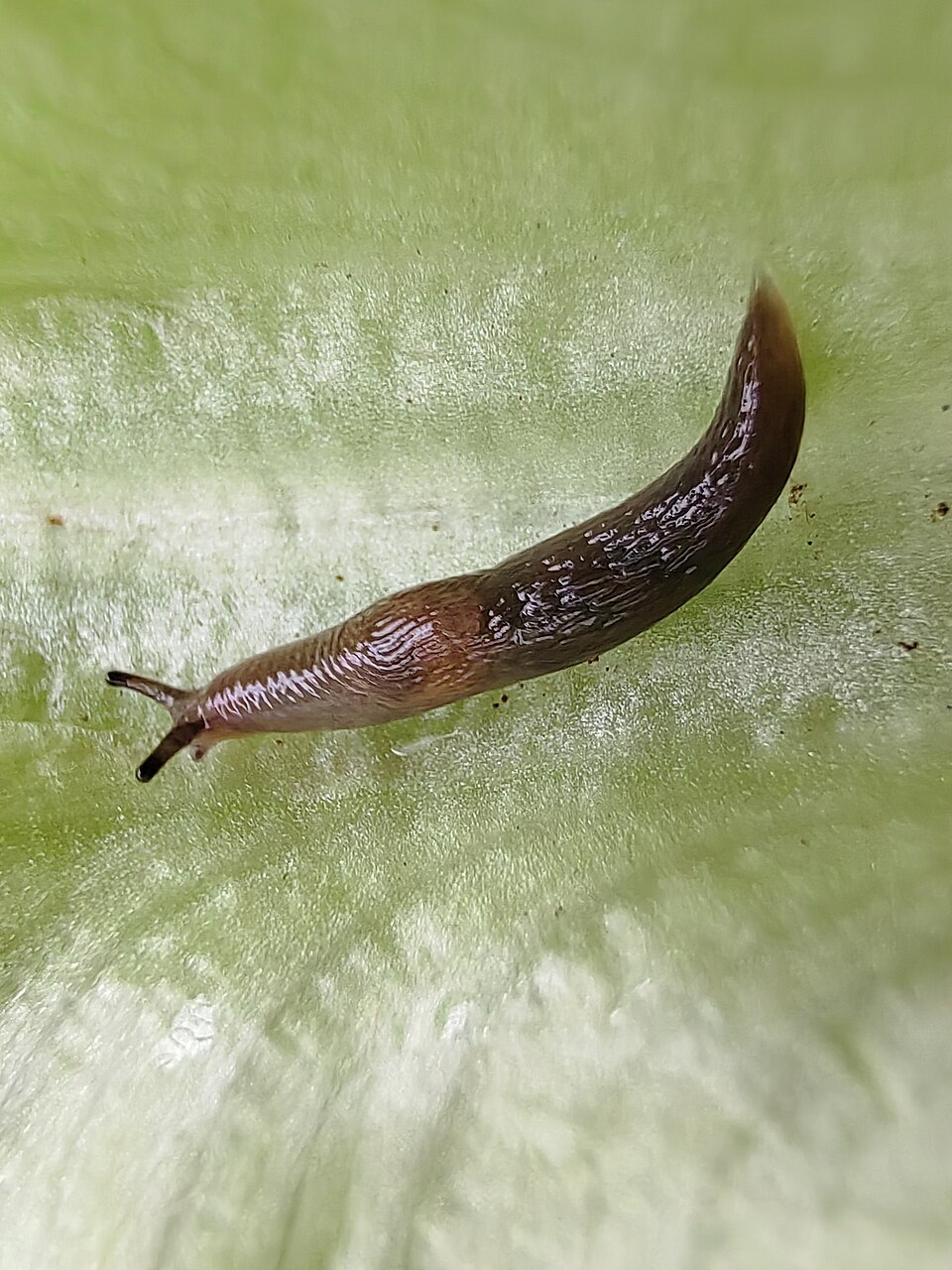Photo of Meadow slug