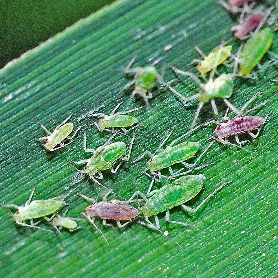 Photo of Mealy plum aphid