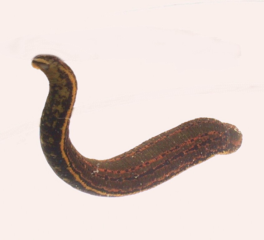 Photo of Apteegikaan