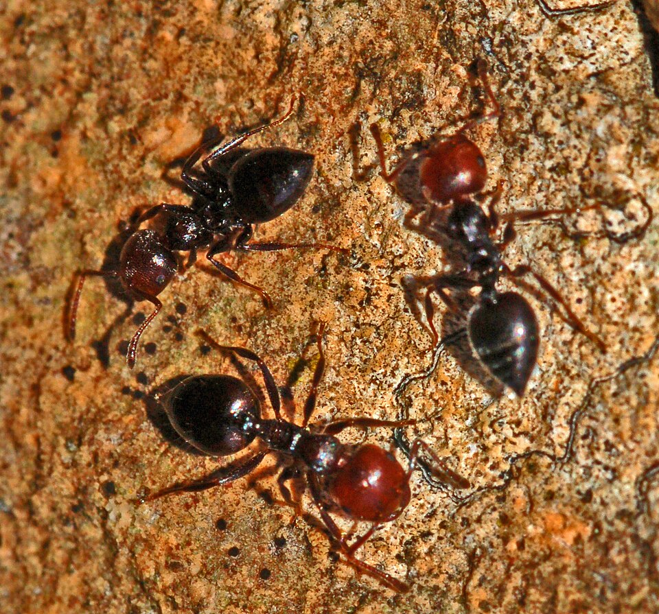 Photo of Mediterranean acrobat ant