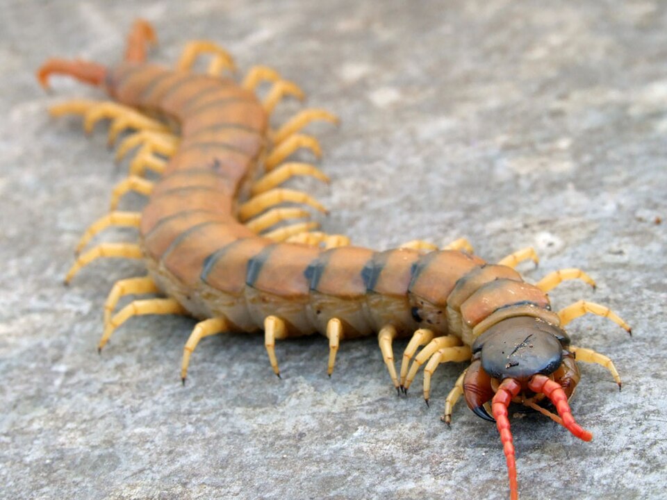 Photo of Mediterranean banded centipede
