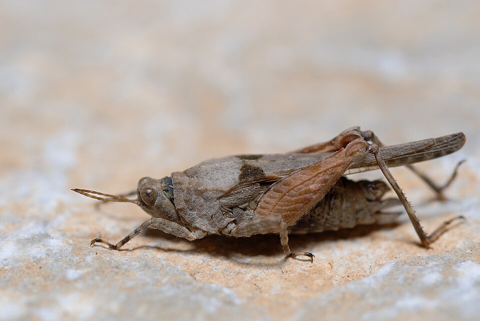 Photo of Mediterranean groundhopper