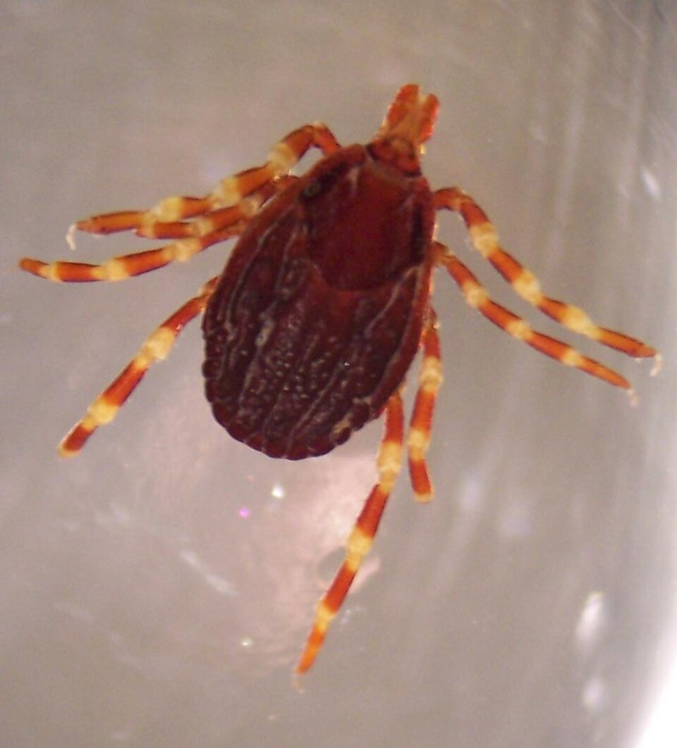 Photo of Mediterranean hyalomma
