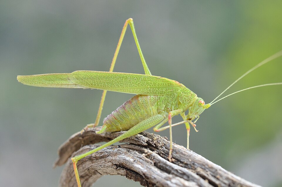 Photo of Mediterranean katydid