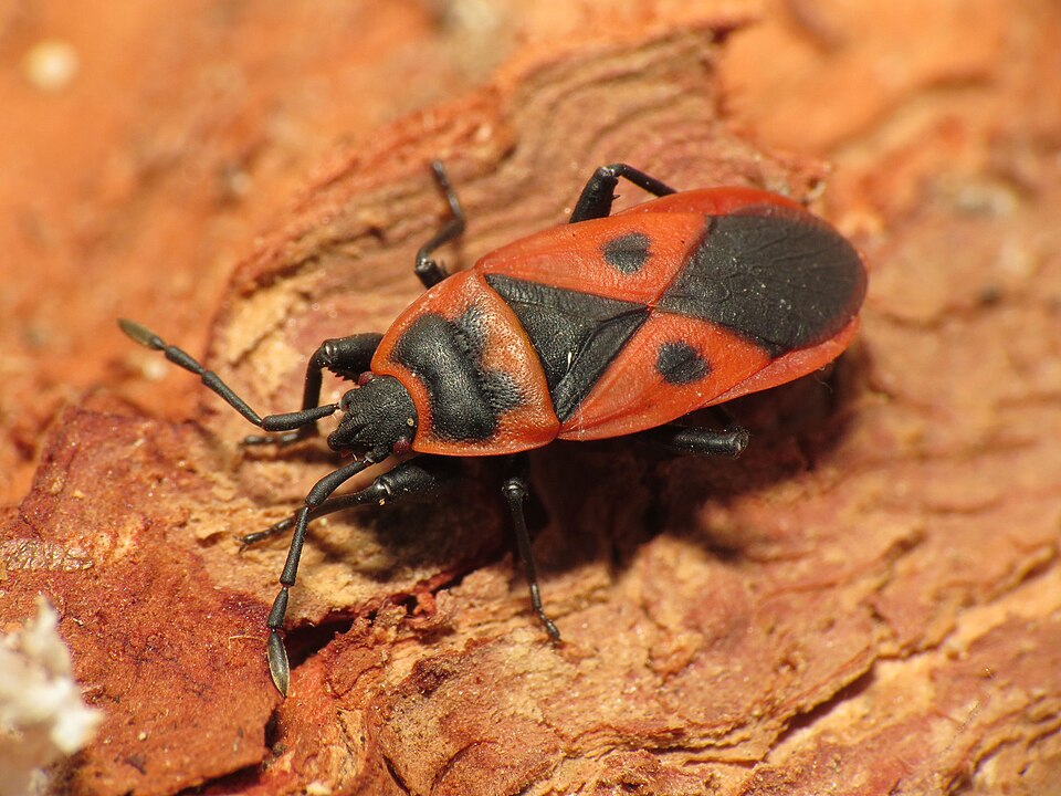 Photo of Mediterranean red bug