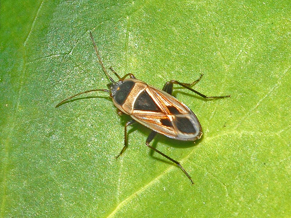 Photo of Mediterranean seed bug