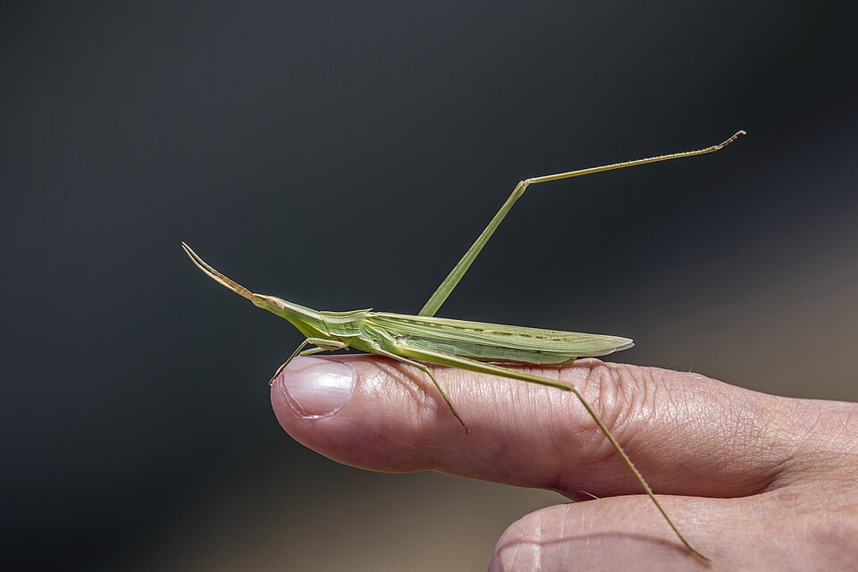 Photo of Mediterranean slant-faced grasshopper