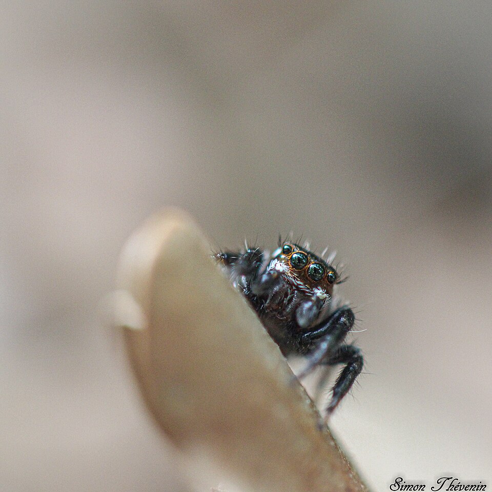 Photo of Mediterranean white-banded spider