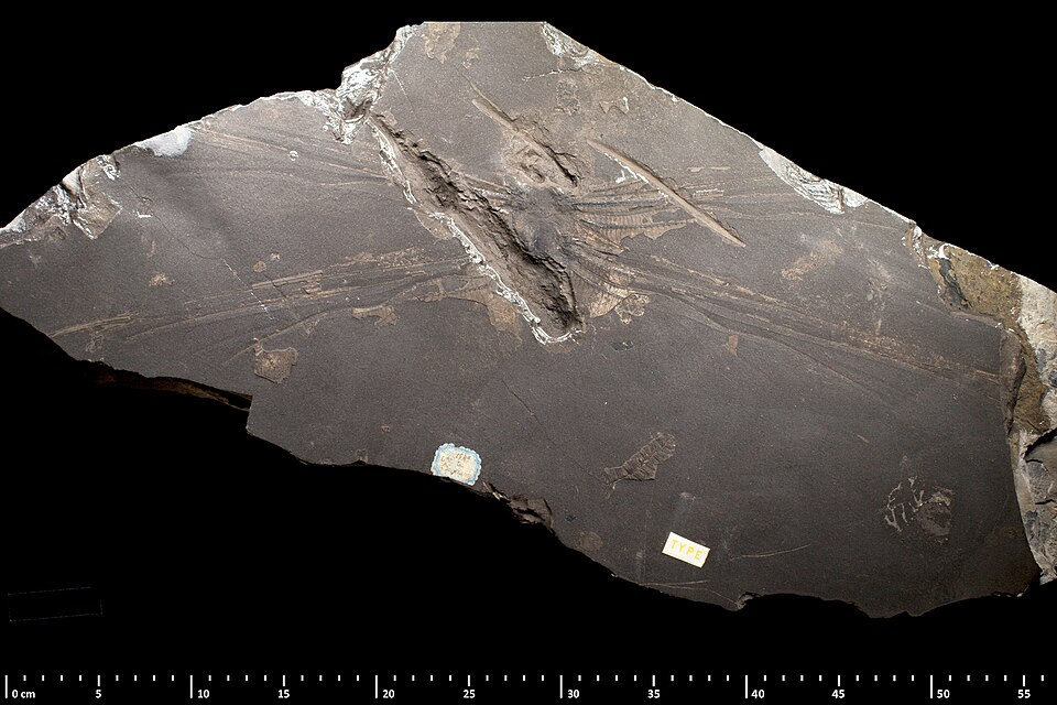 Photo of Meganeura