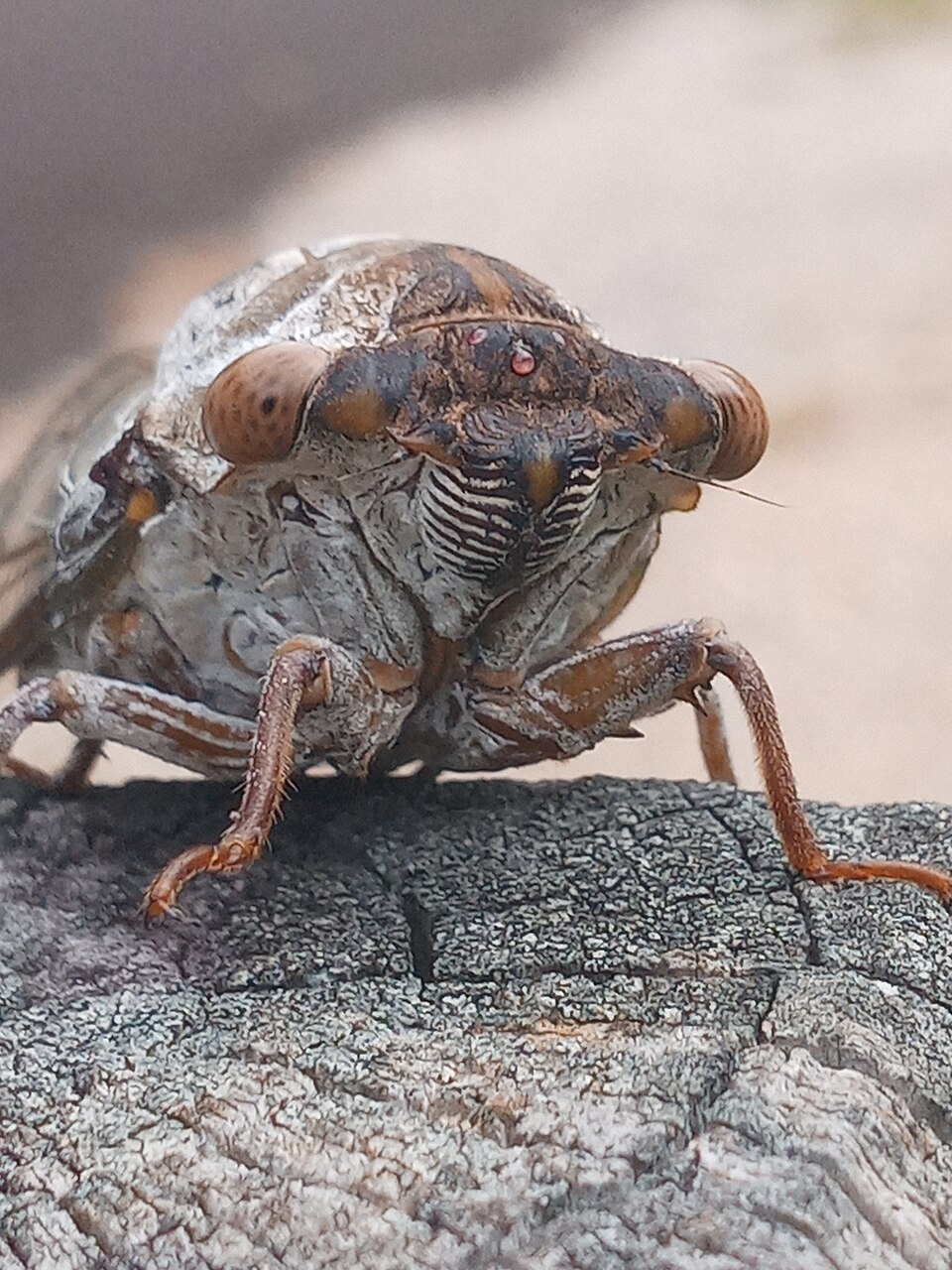 Photo of Northern dusk-singing cicada