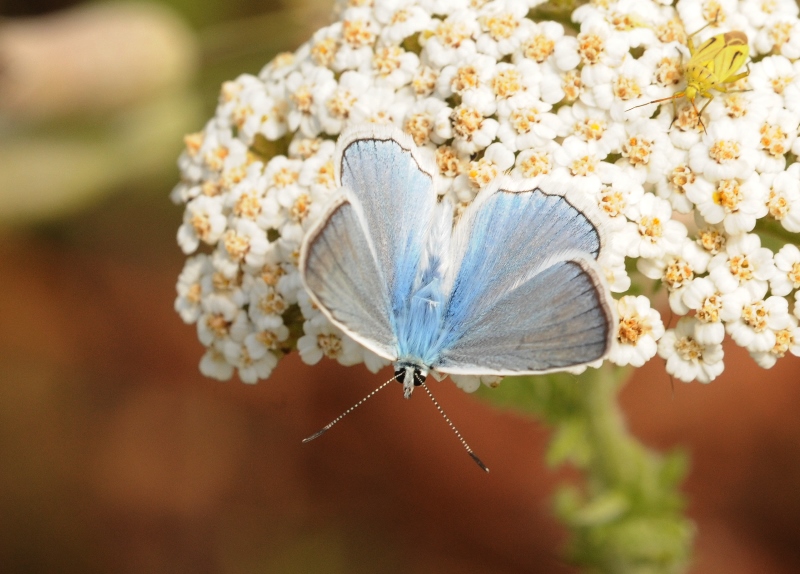 Photo of Meleager's blue