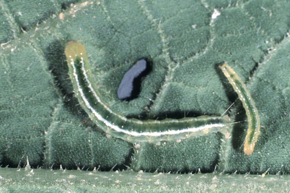 Photo of Melonworm moth